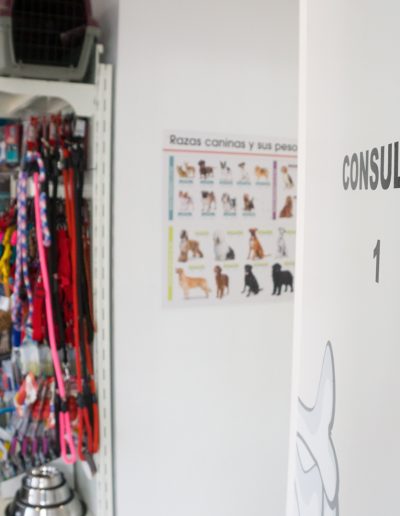 consulta-clinica-veterinaria-la-motilla