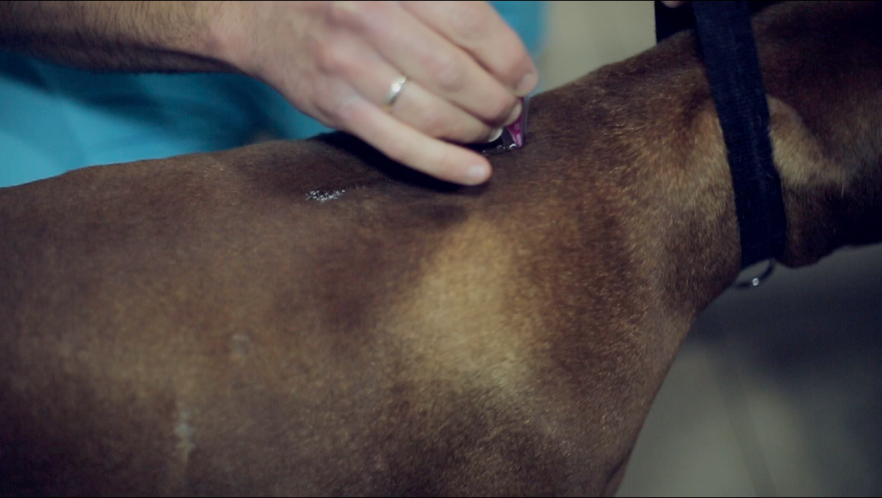 medicina-preventiva-clinica-veterinaria-la-motilla