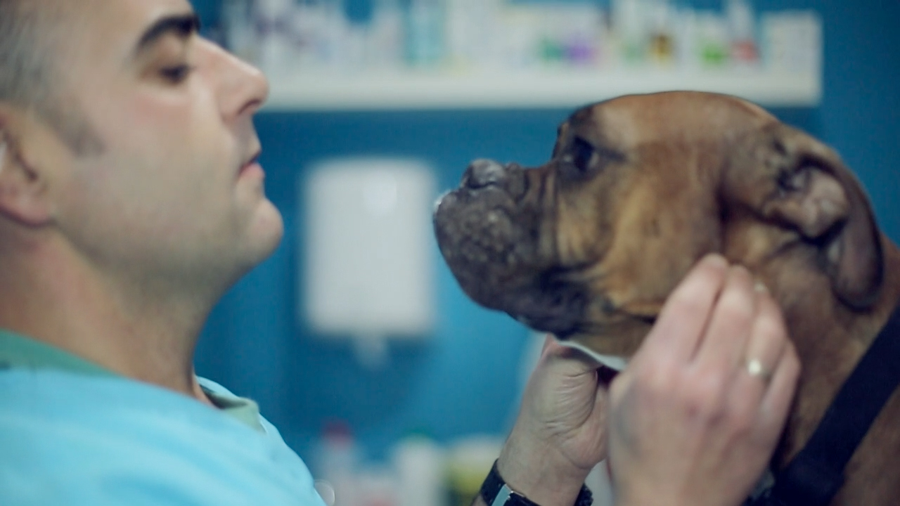 medicina-general-clinica-veterinaria-la-motilla Veterinario revisando a perro marrón