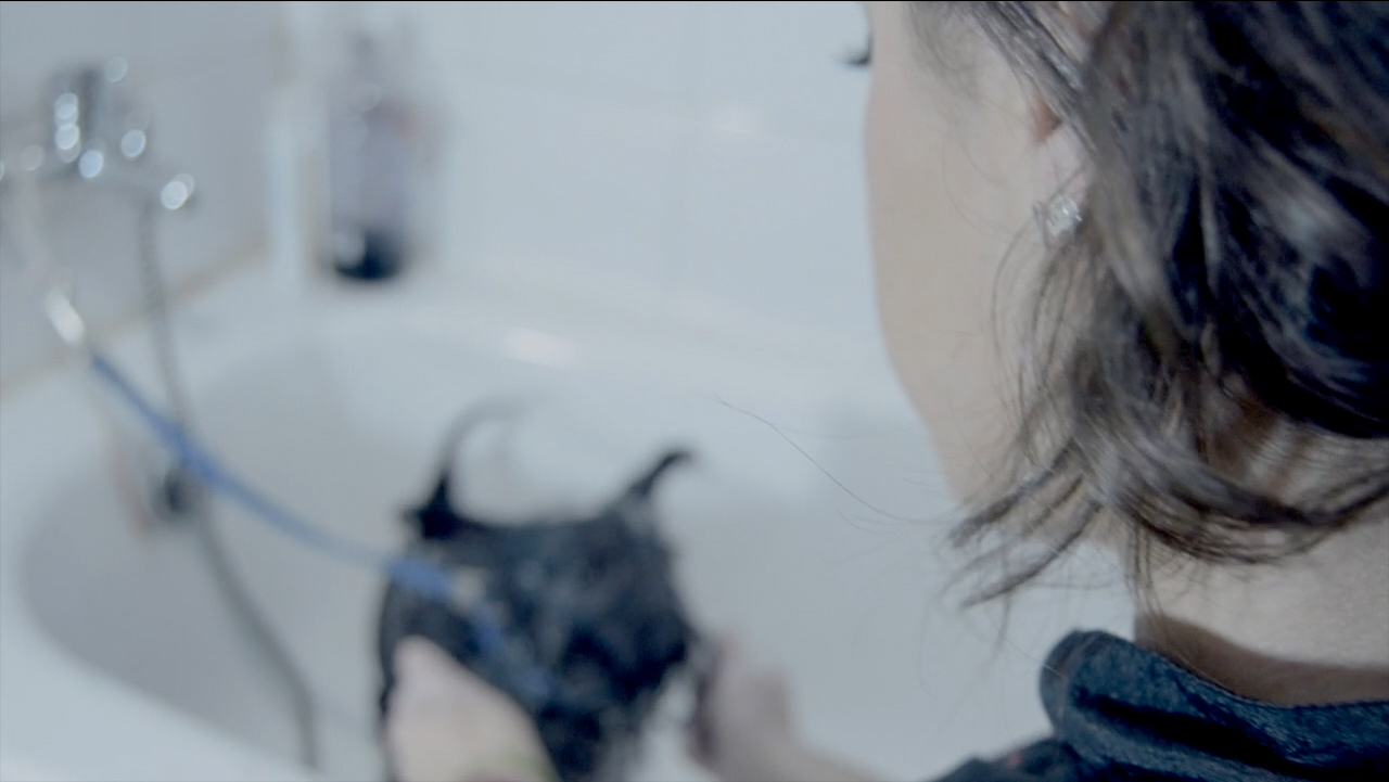 peluqueria-canina-y-felina-clinica-veterinaria-la-motilla