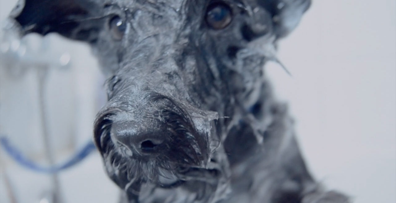 servicios-clinica-veterinaria-la-motilla